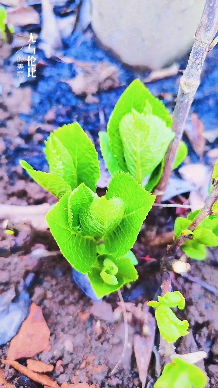 關(guān)于小草的奇妙世界，探索最新地址的無限可能